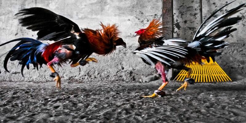Lựa chọn nhà cái có giấy phép rõ ràng để tham gia